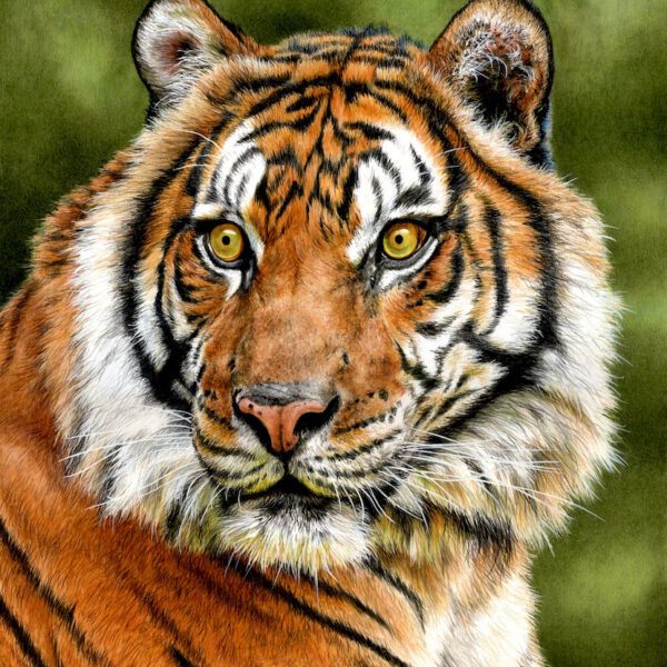 Teddy the Tiger