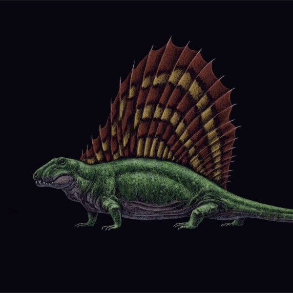 Dimetrodon