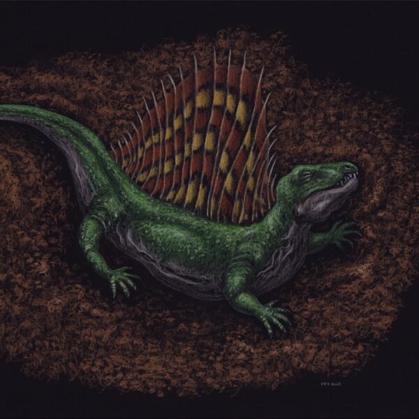 Dimetrodon (dead)