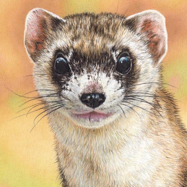 Elizabeth Ann the Black-footed Ferret