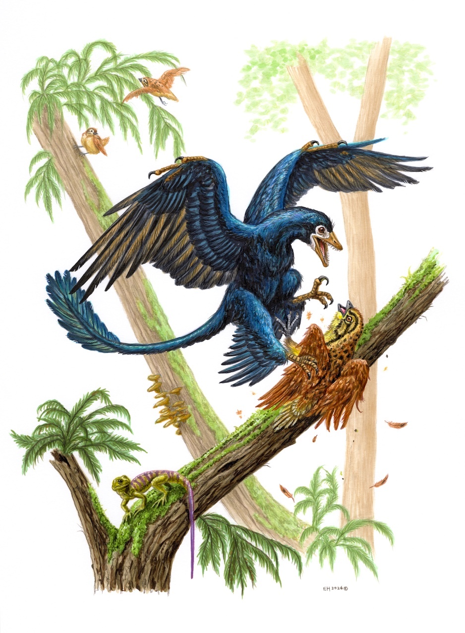 Microraptor