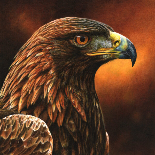 Golden Eagle Portrait