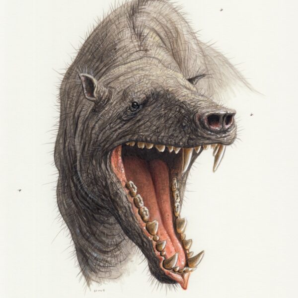 Andrewsarchus