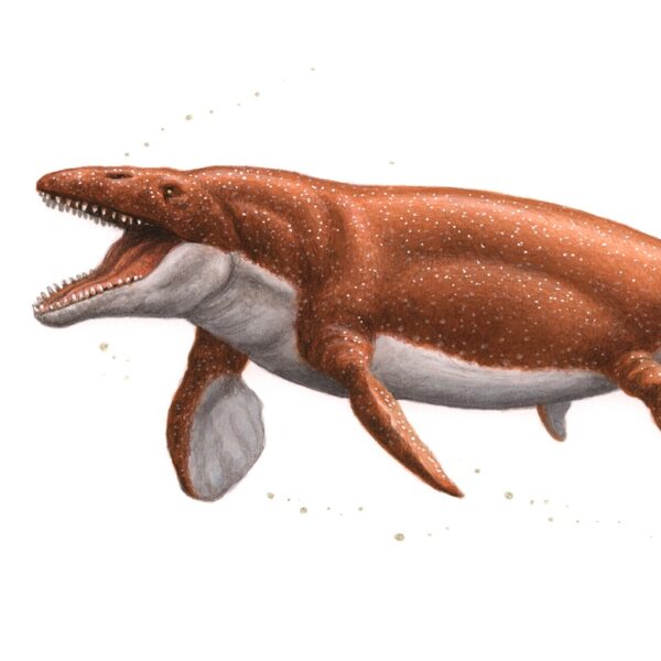 Mosasaurus