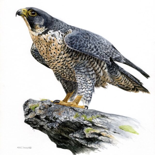 Peregrine Falcon on a Rock