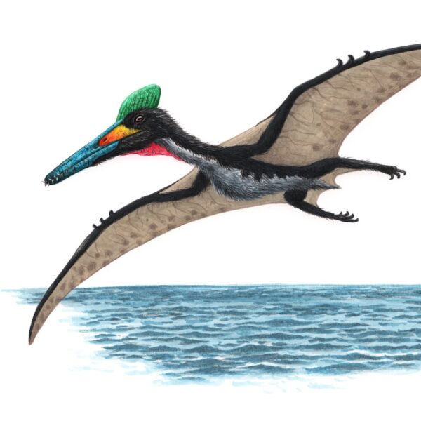 Pterodactylus