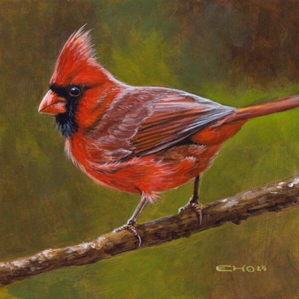 Northern Cardinal