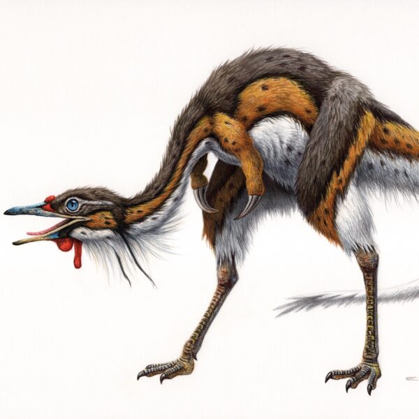 Alvarezsaurus
