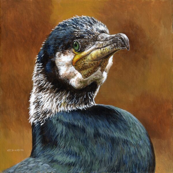 Great Cormorant Portrait