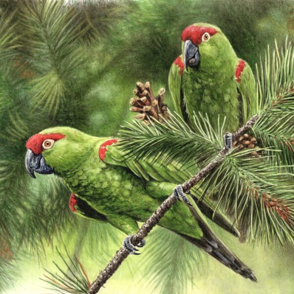 Thick-billed parrots