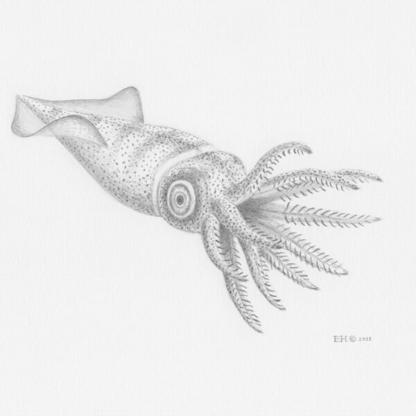 Phragmateuthis