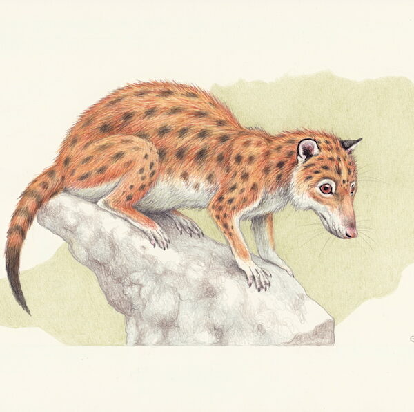 Early Mammal