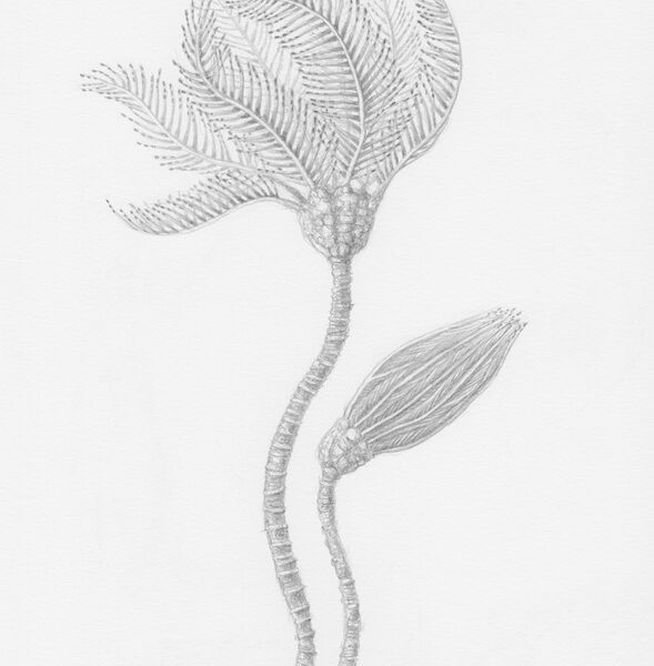 sea lilly