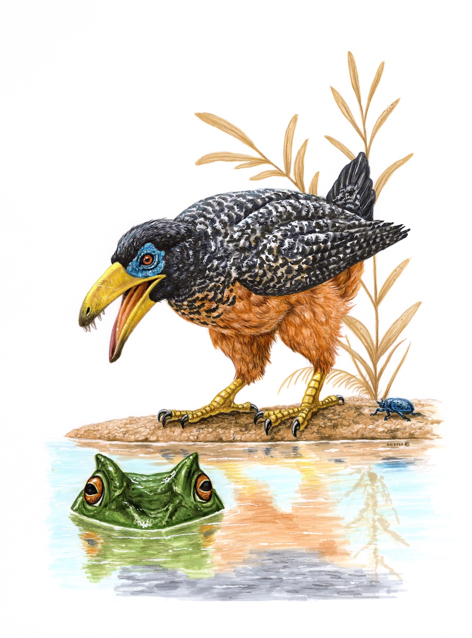 Falcatakely forsterae