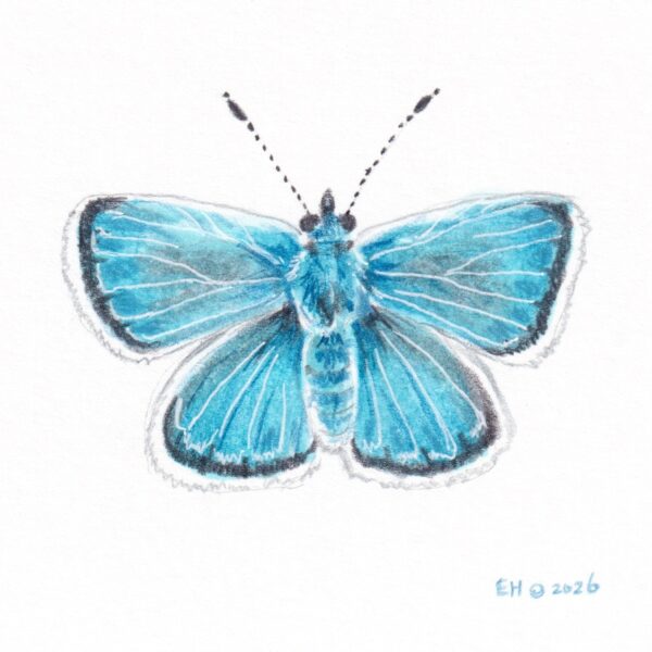 Blue Xerces Butterfly
