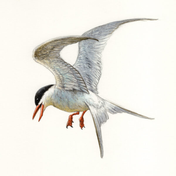 Arctic Tern Drawing