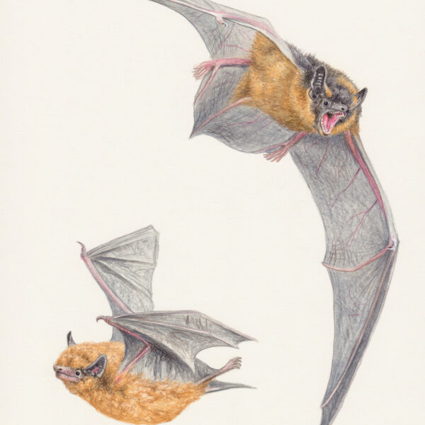 Northern and Soprano Pipistrelle Bat