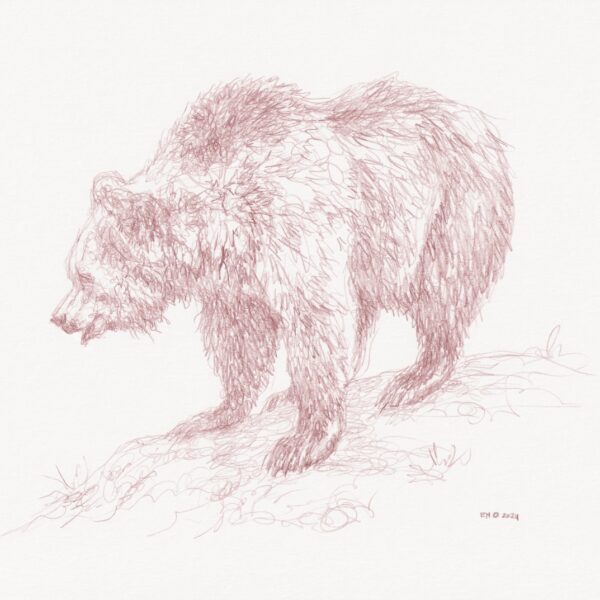 Cave Bear