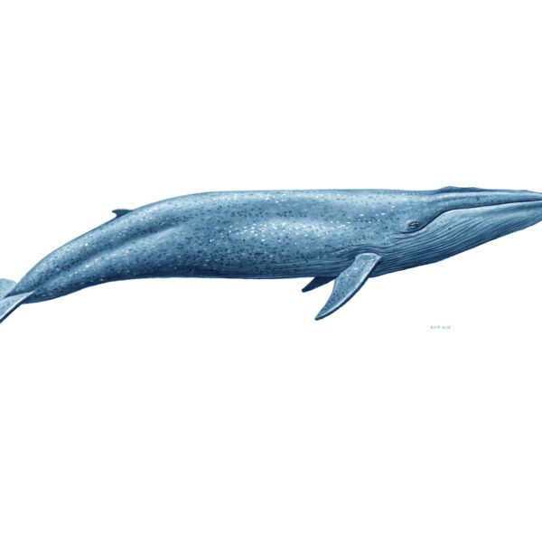 Blue Whale