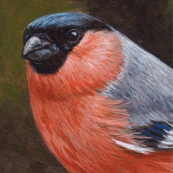 10 Male Bullfinch Cards