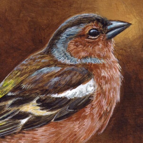 10 Chaffinch Cards