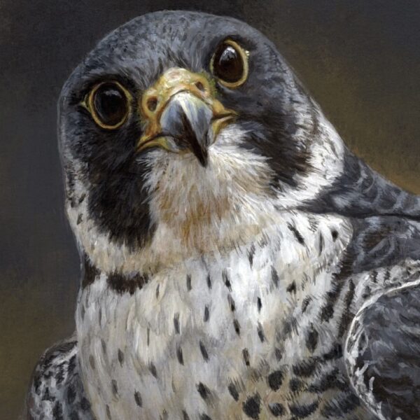 10 Peregrine Falcon cards
