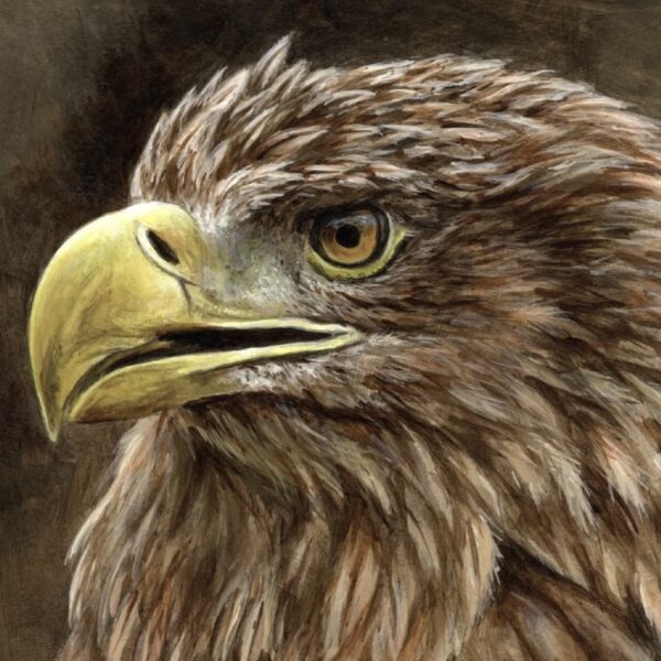 10 White-tailed Eagle cards