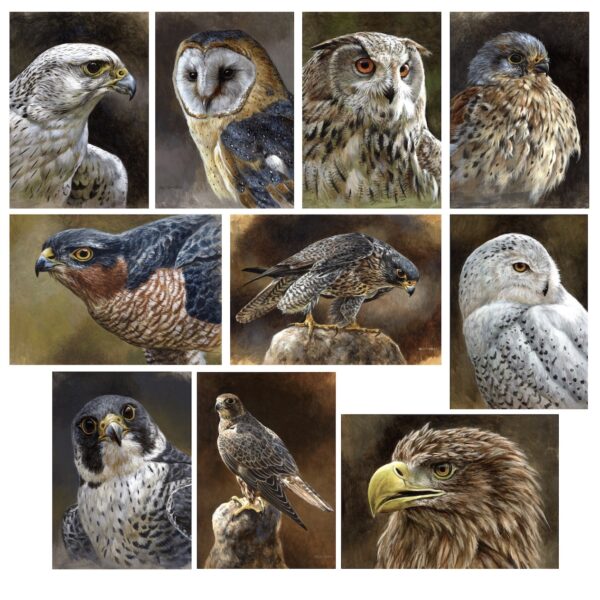 10 Birds of Prey Cards