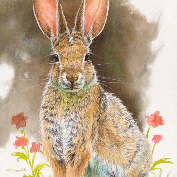Cottontail Rabbit