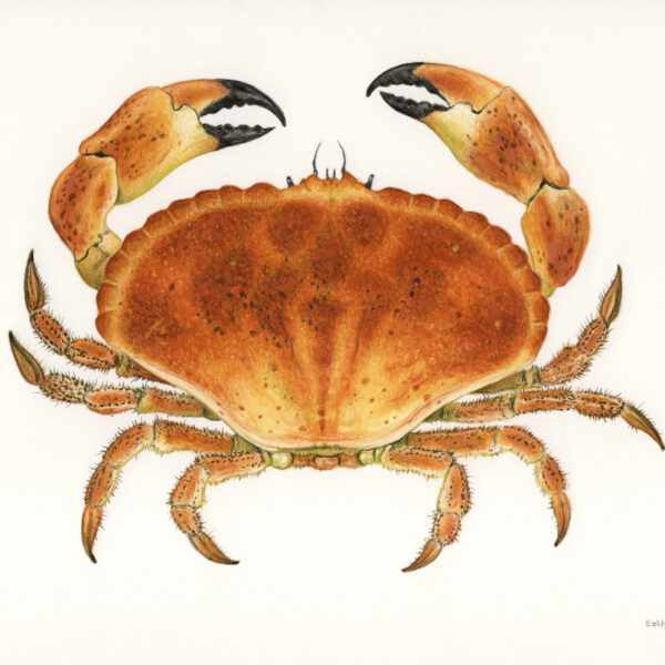 Brown Crab