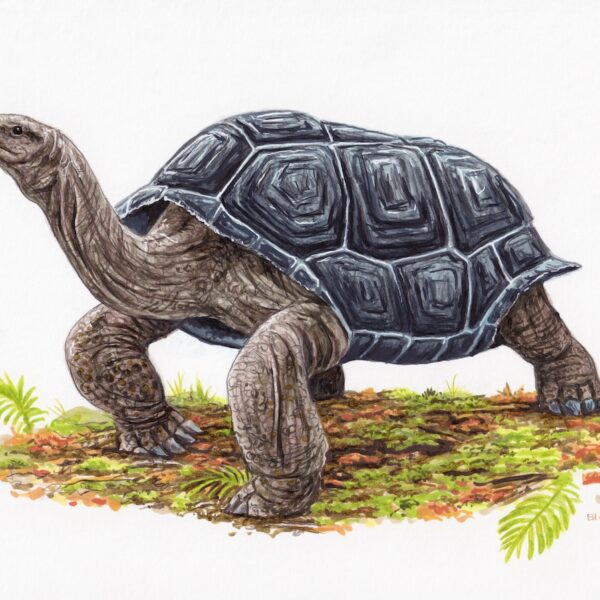 Cylindraspis Turtle