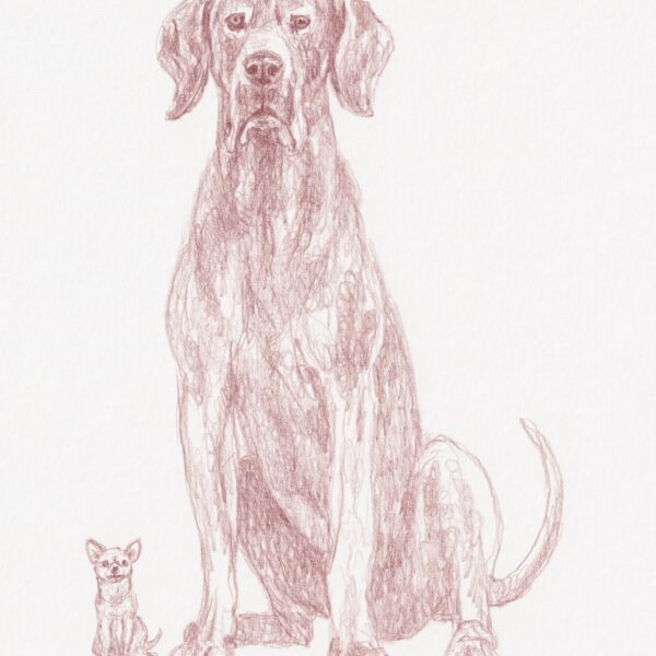 Danish Dog and Chihuahua