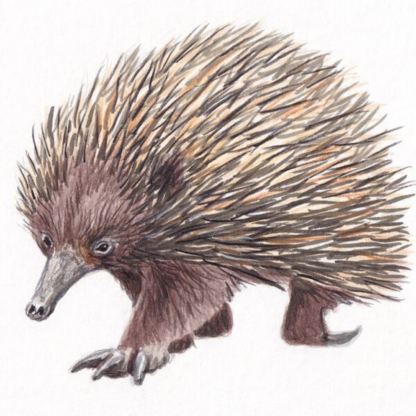 Echidna