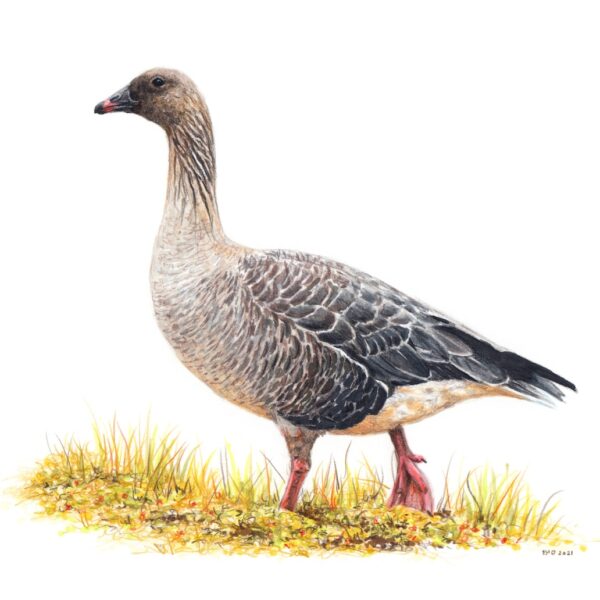 Pink-footed Goose