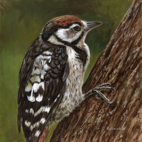Great Spotted Woodpecker