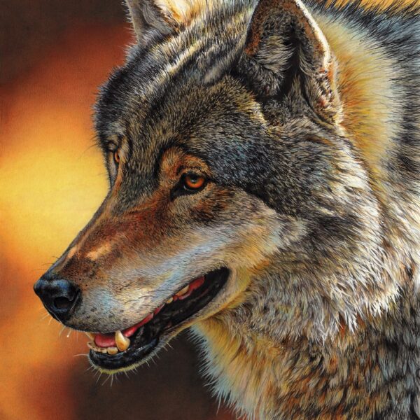 Grey Wolf Portrait