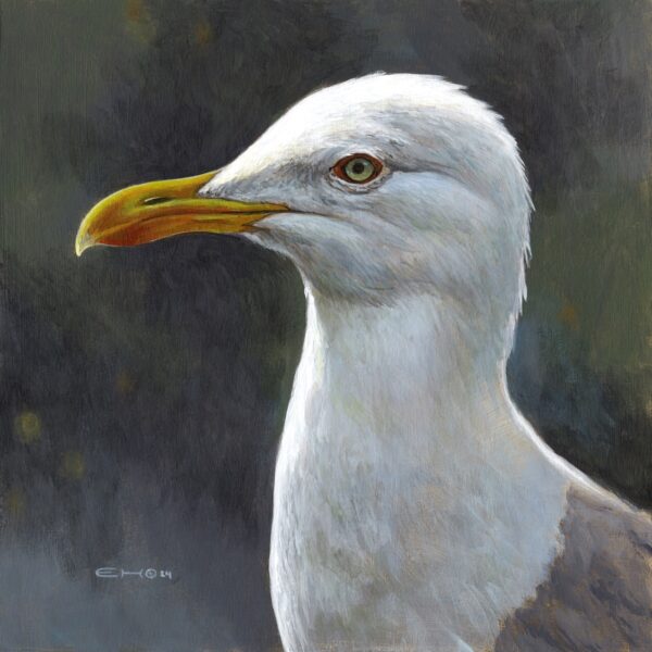 European Herring Gull Portrait