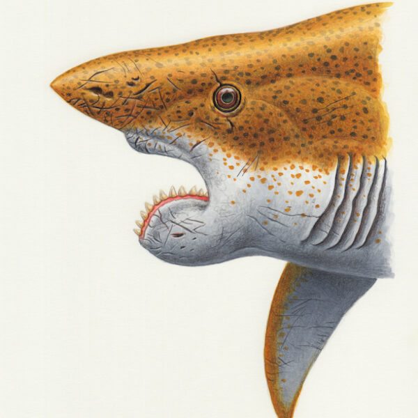 Helicoprion
