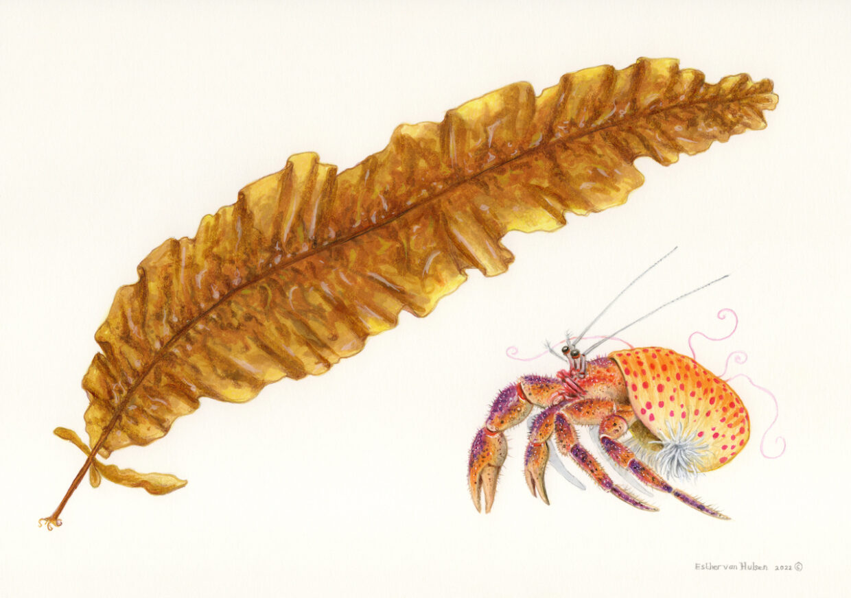 Hermite Crab and Seaweed - Esther van Hulsen