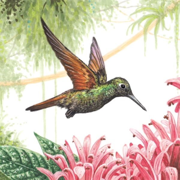 Hummingbird