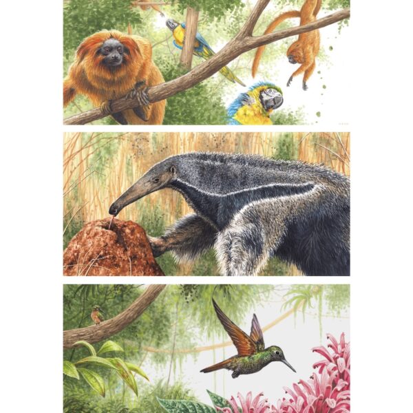 3 Amazon Jungle Animals