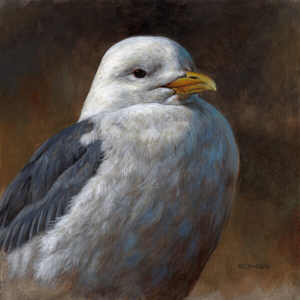 Kittiwake Portrait