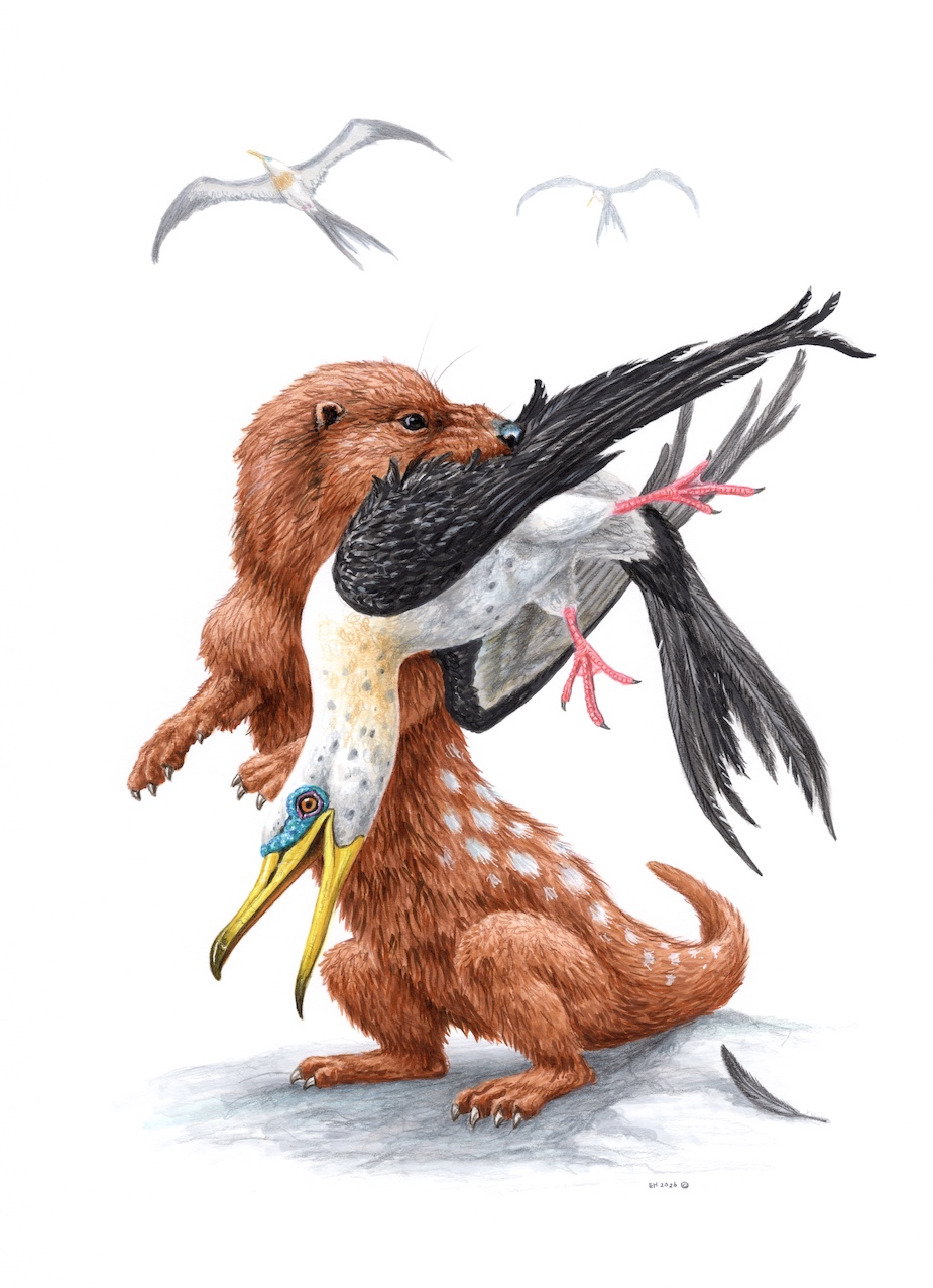 Paleosinopa with Limnofregata