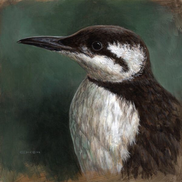 Guillemot Portrait