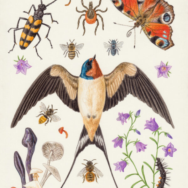 Natural History Art