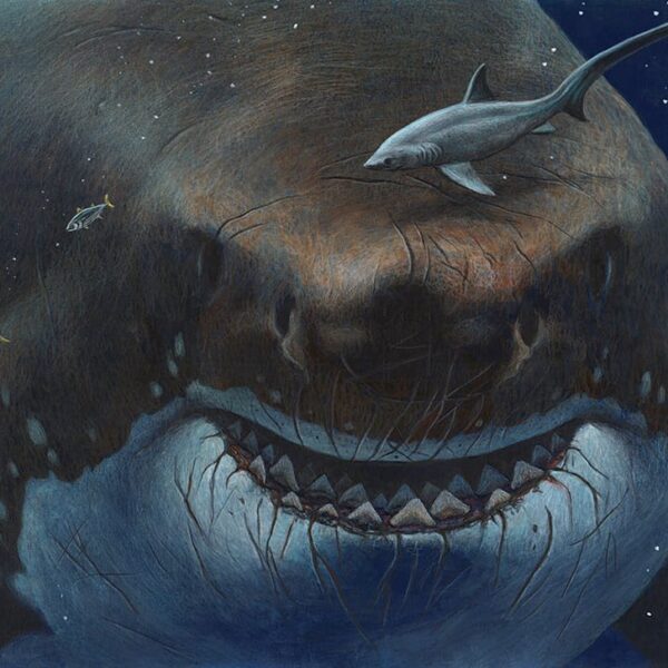 Megalodon