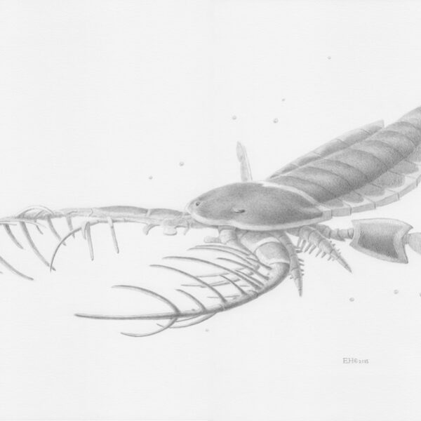 Mixopterus