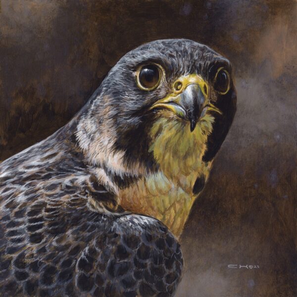 Peregrine Falcon Portrait