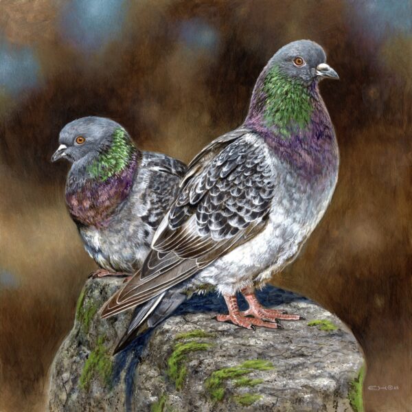 Rock Dove Pair