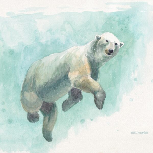 Polar Bear Swimming